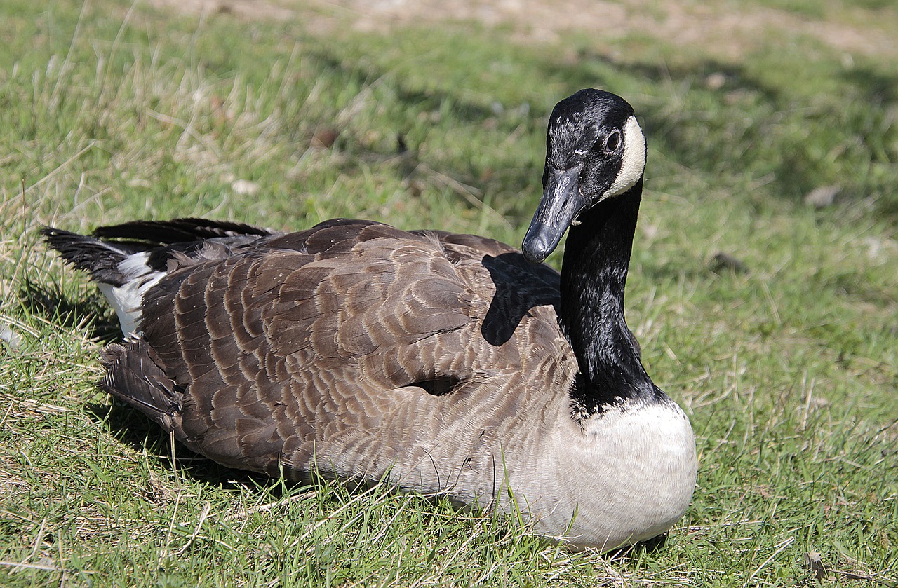 goose  canadian goose  nature free photo