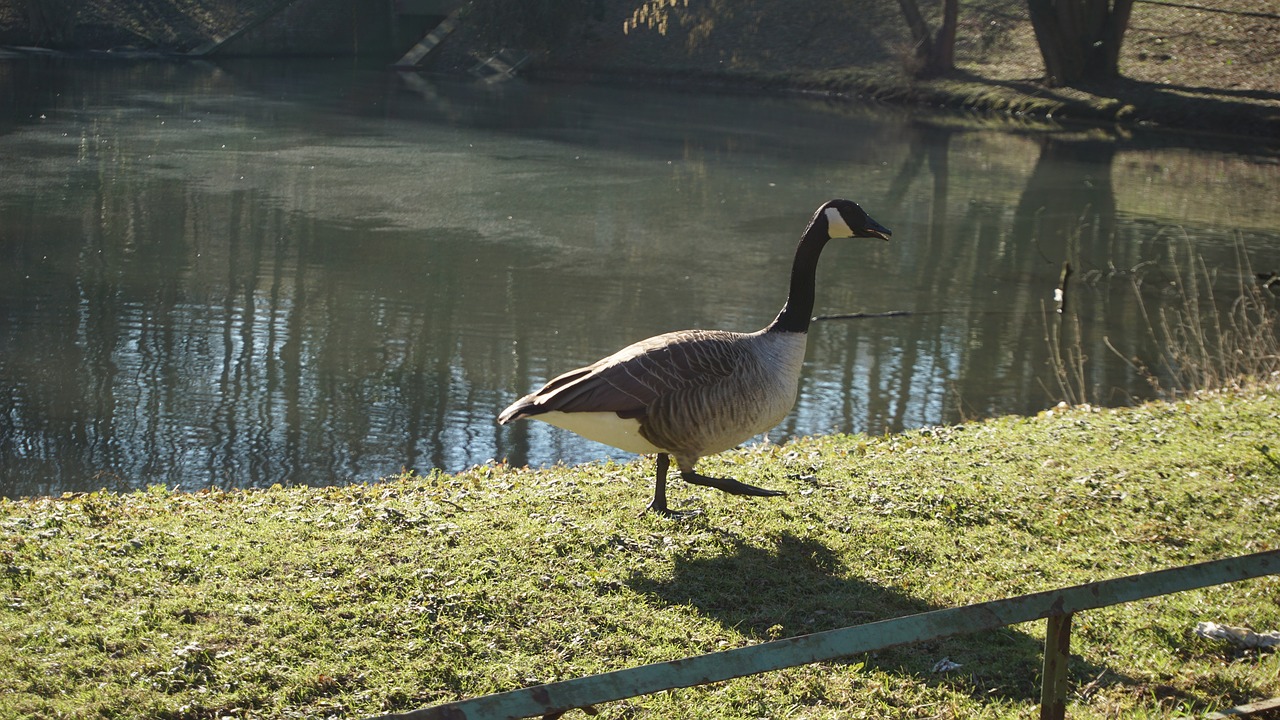 goose  water  pond free photo