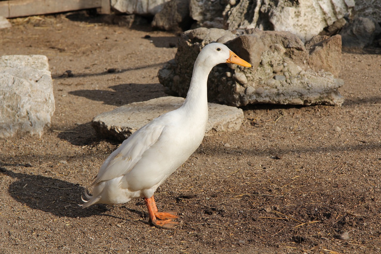 goose  animal  bird free photo