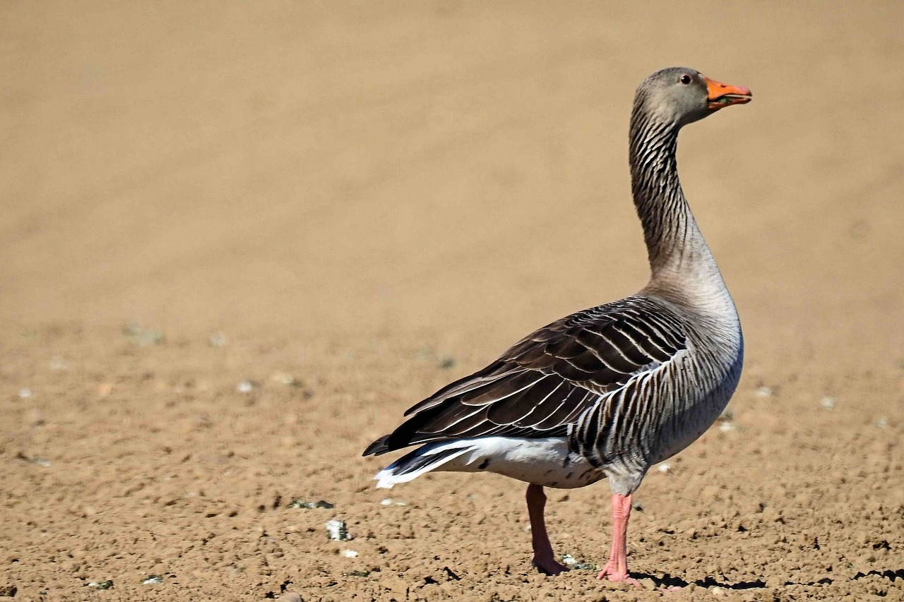 goose  greylag goose  wild goose free photo