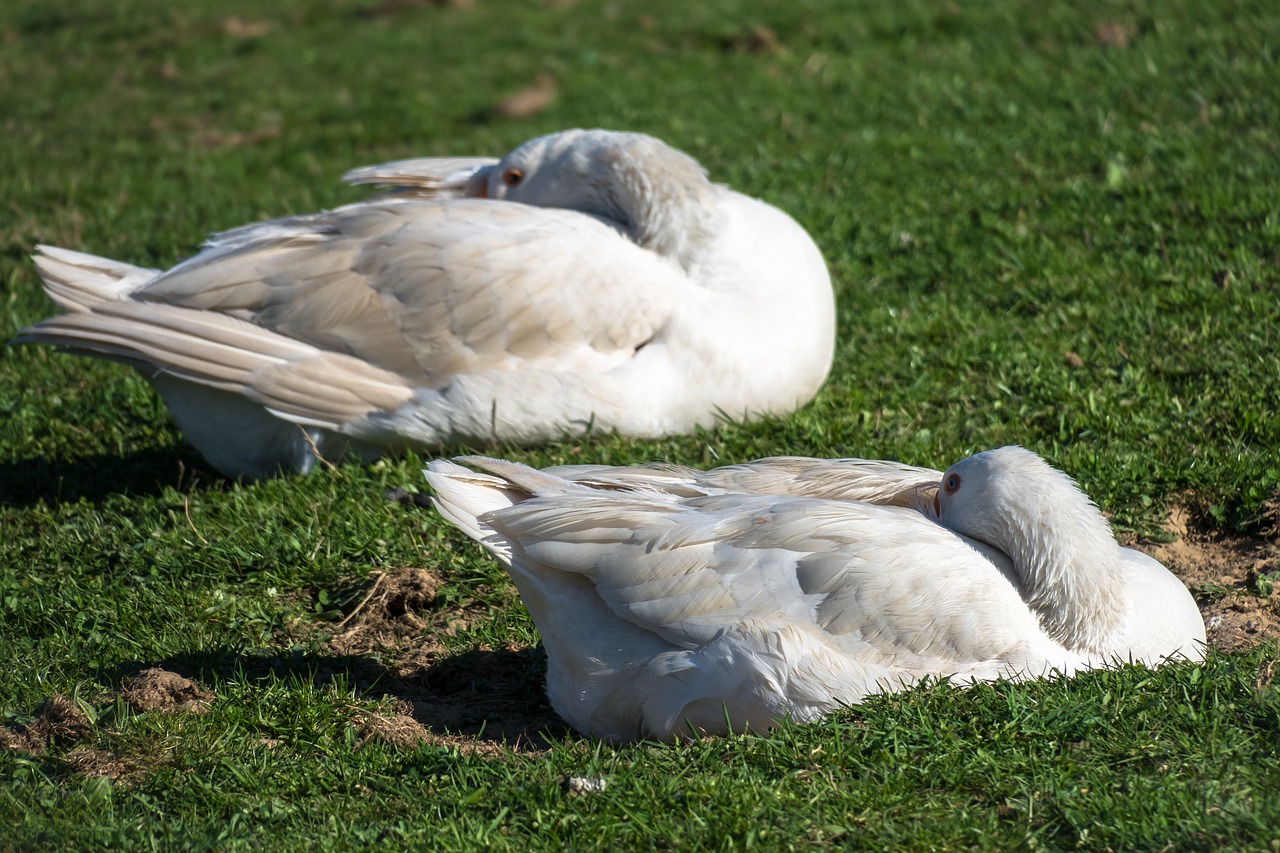 goose  sleep  rest free photo