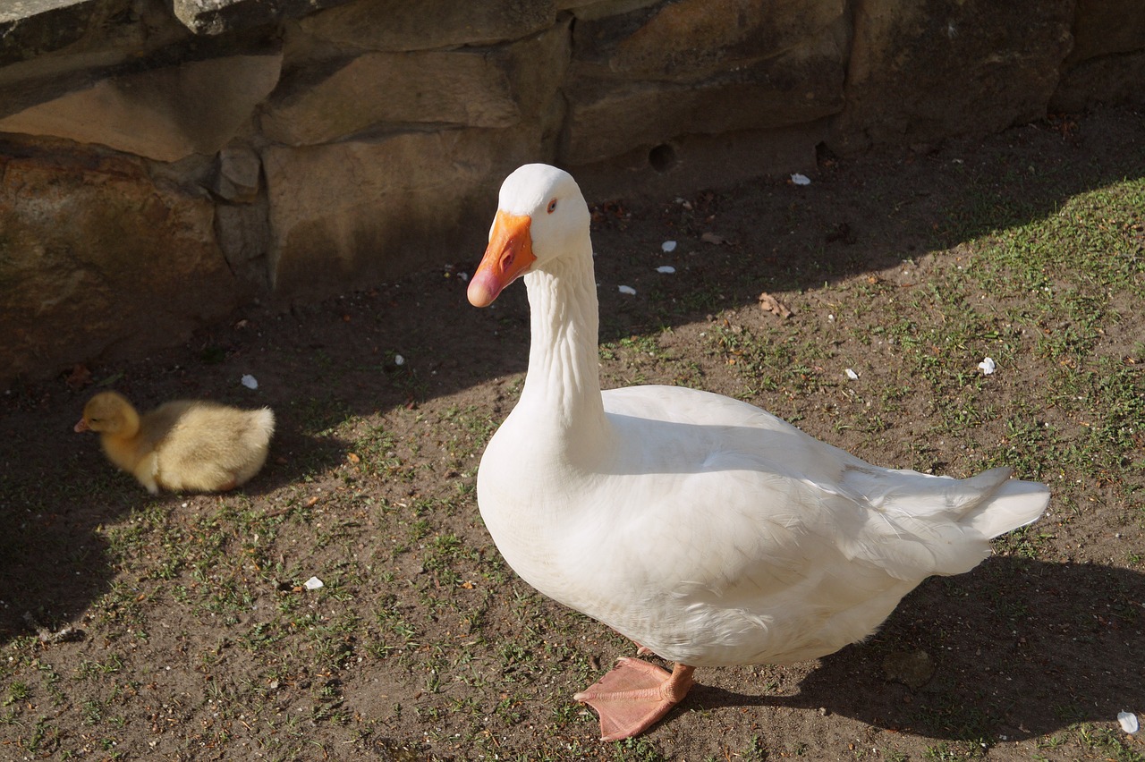 goose  bird  duck bird free photo