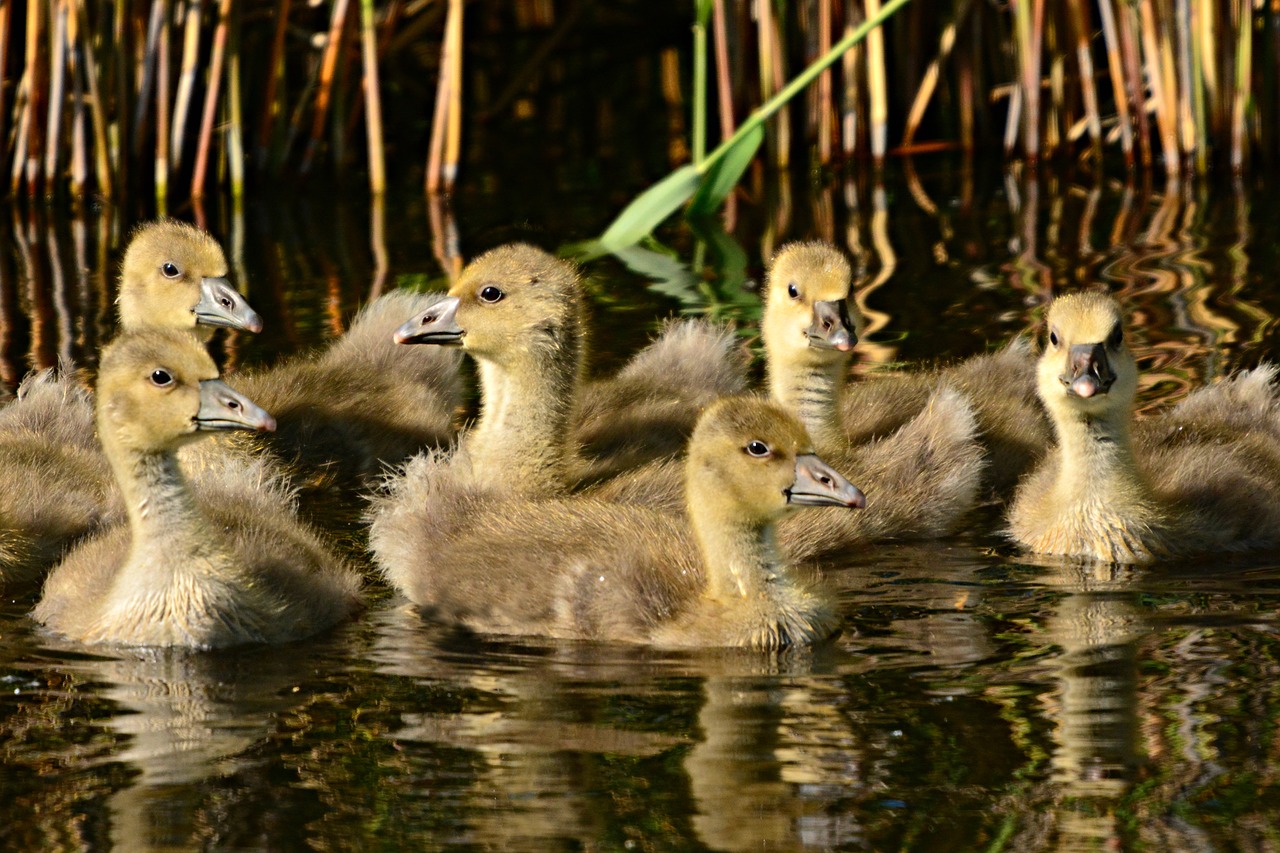 goose  water bird  gosling free photo