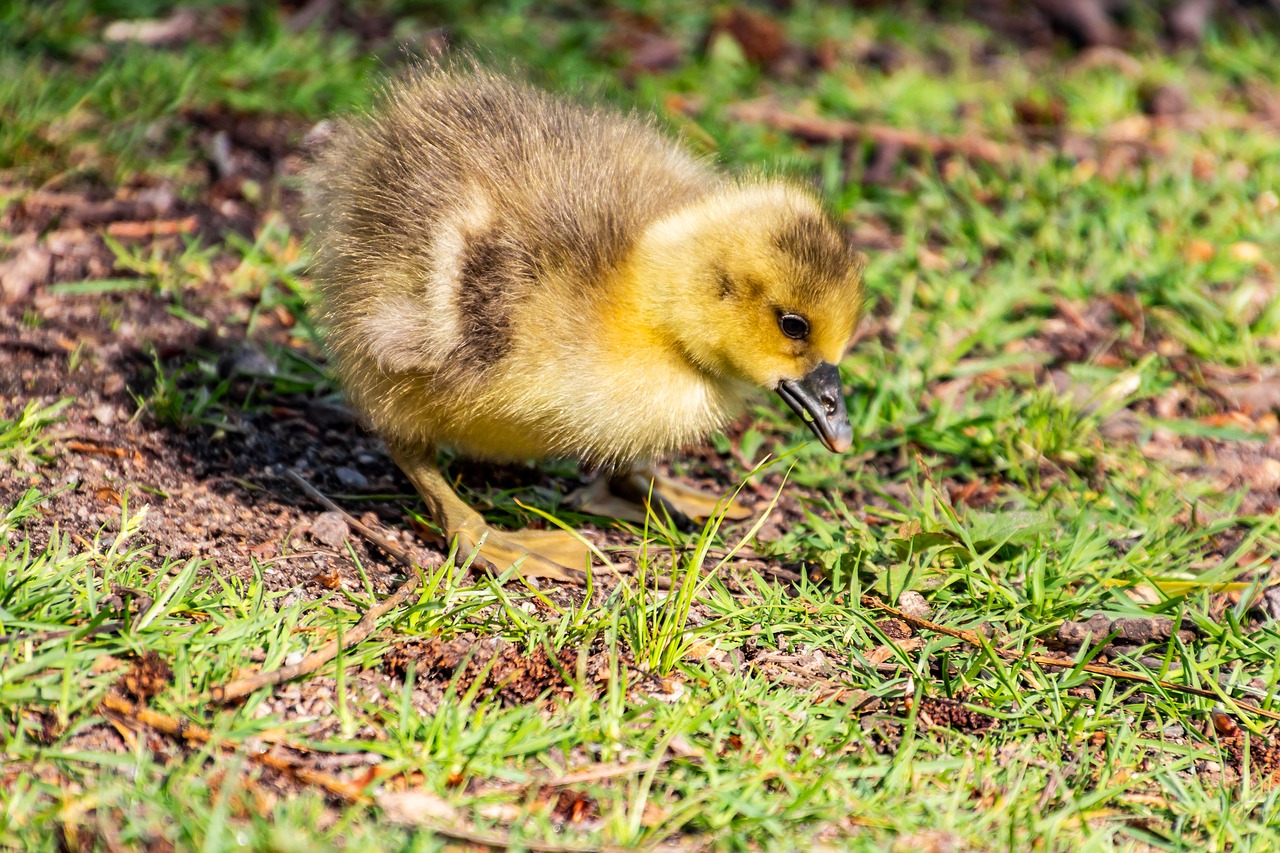 goose  child  nature free photo