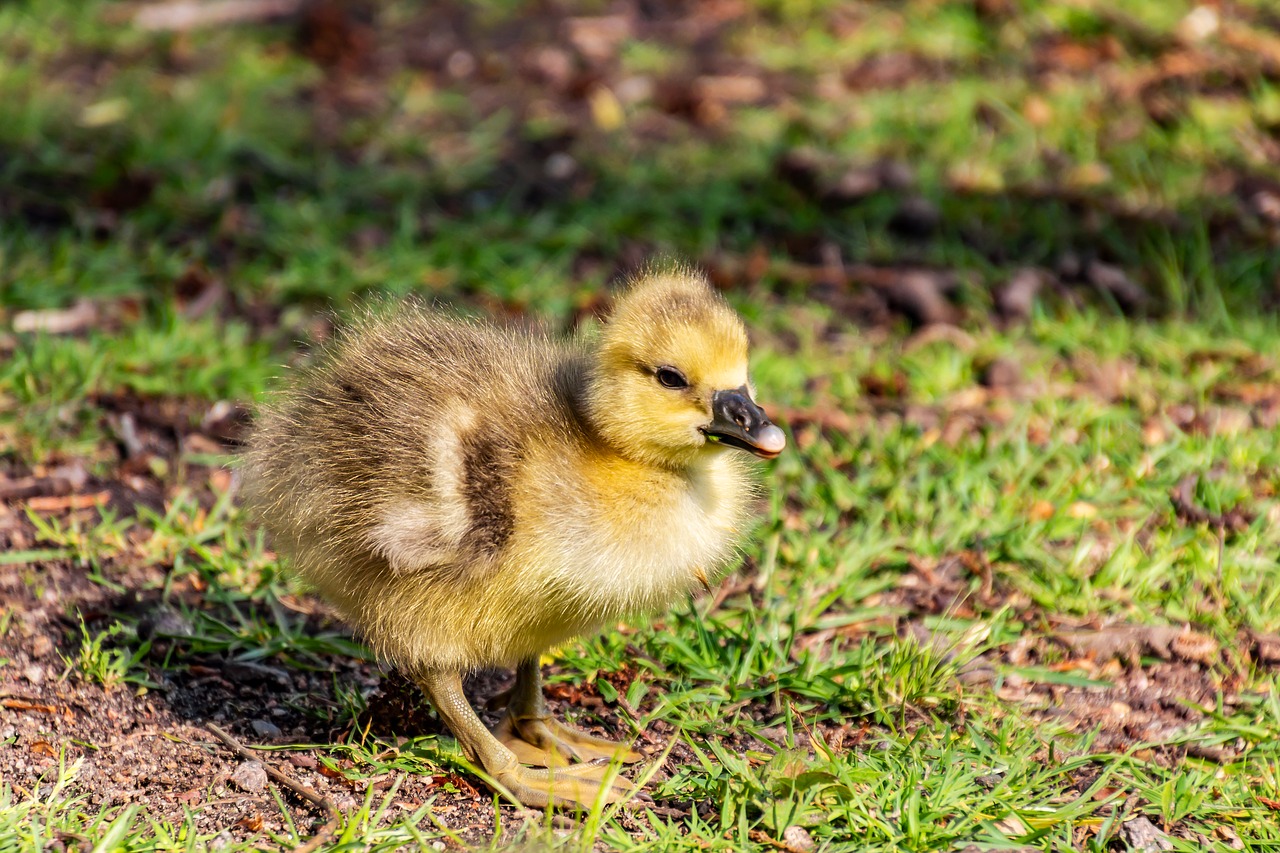 goose  child  nature free photo