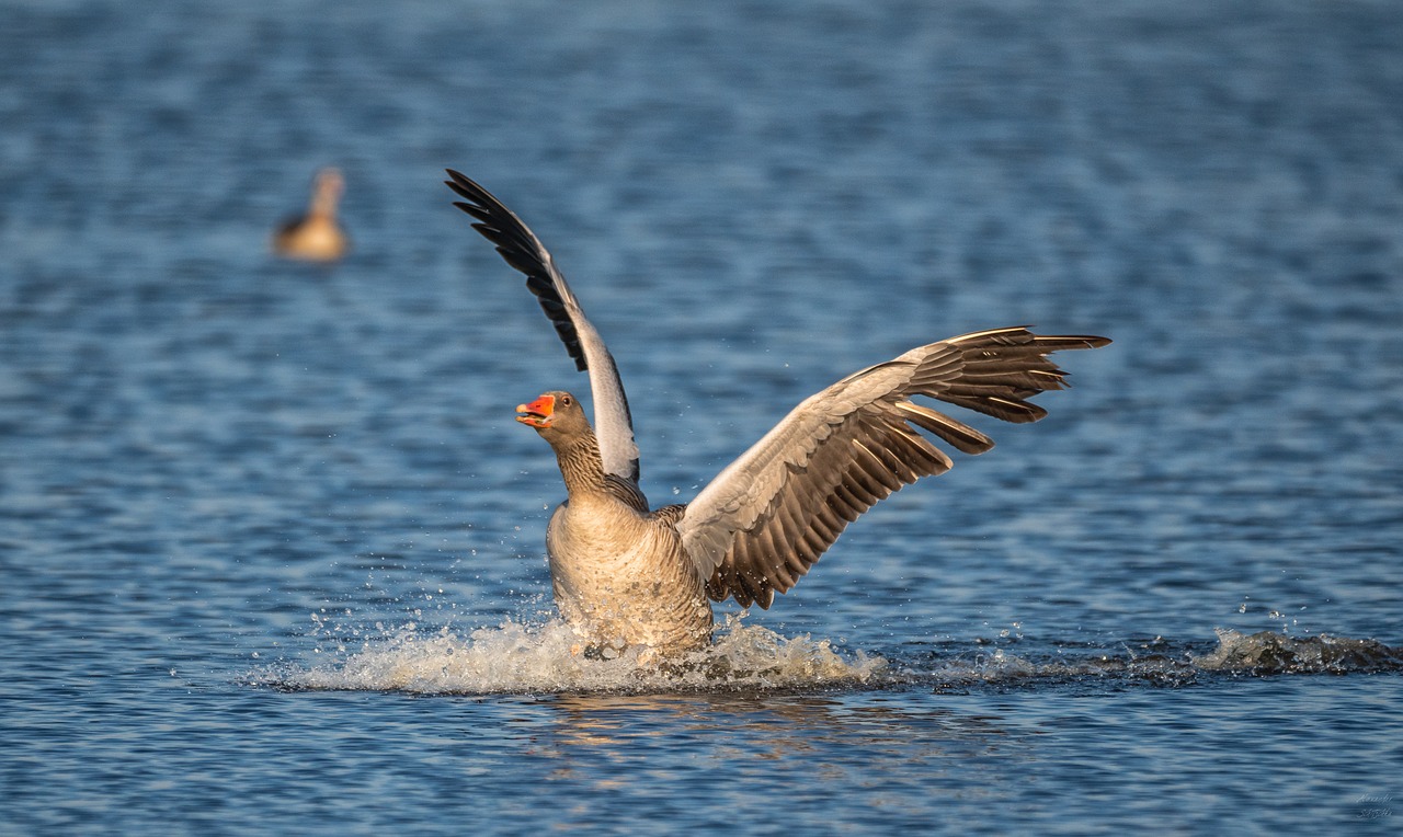 goose  water  animal free photo