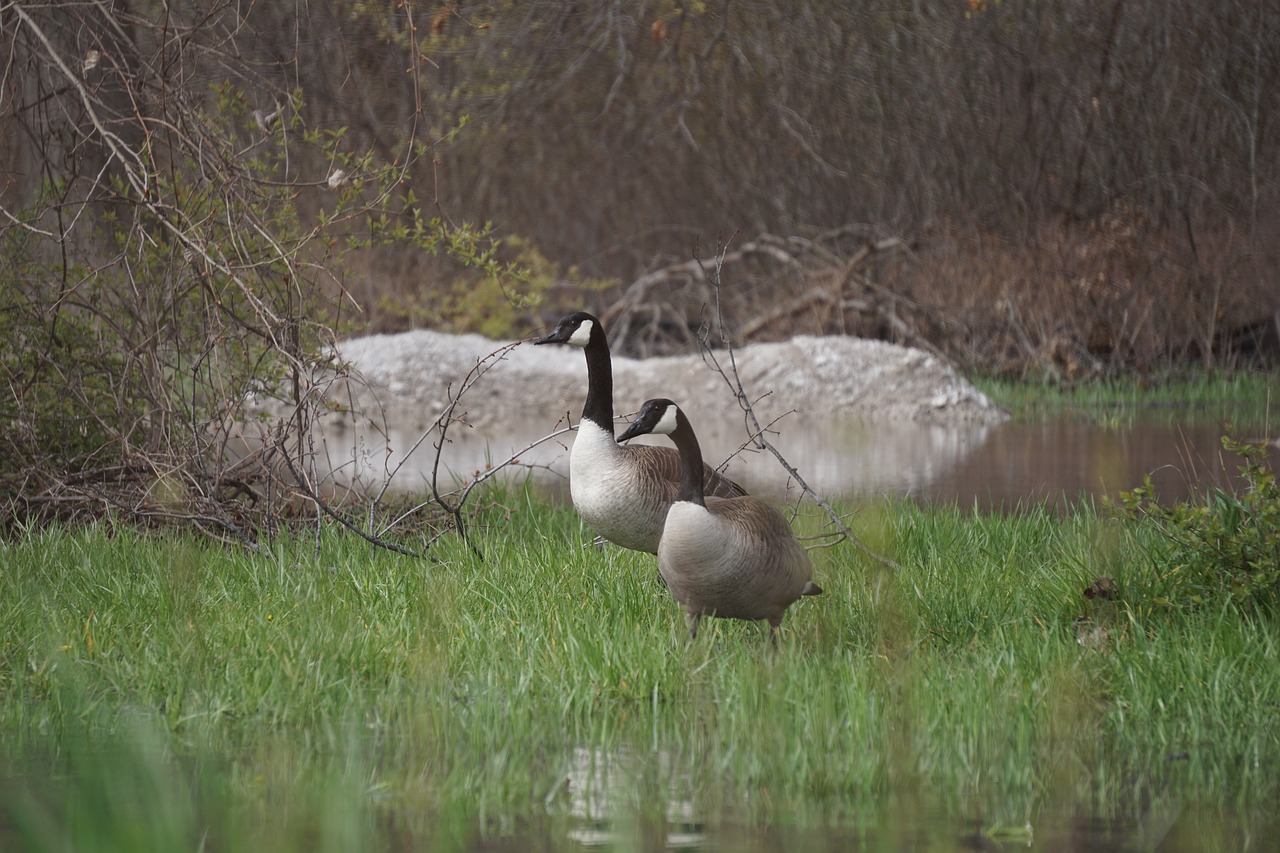 goose  geese  canadian free photo
