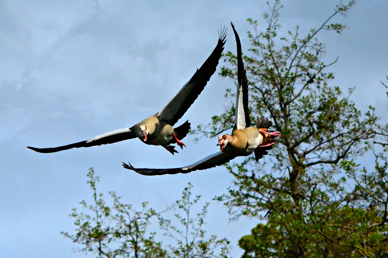 goose  waterbird  animal free photo