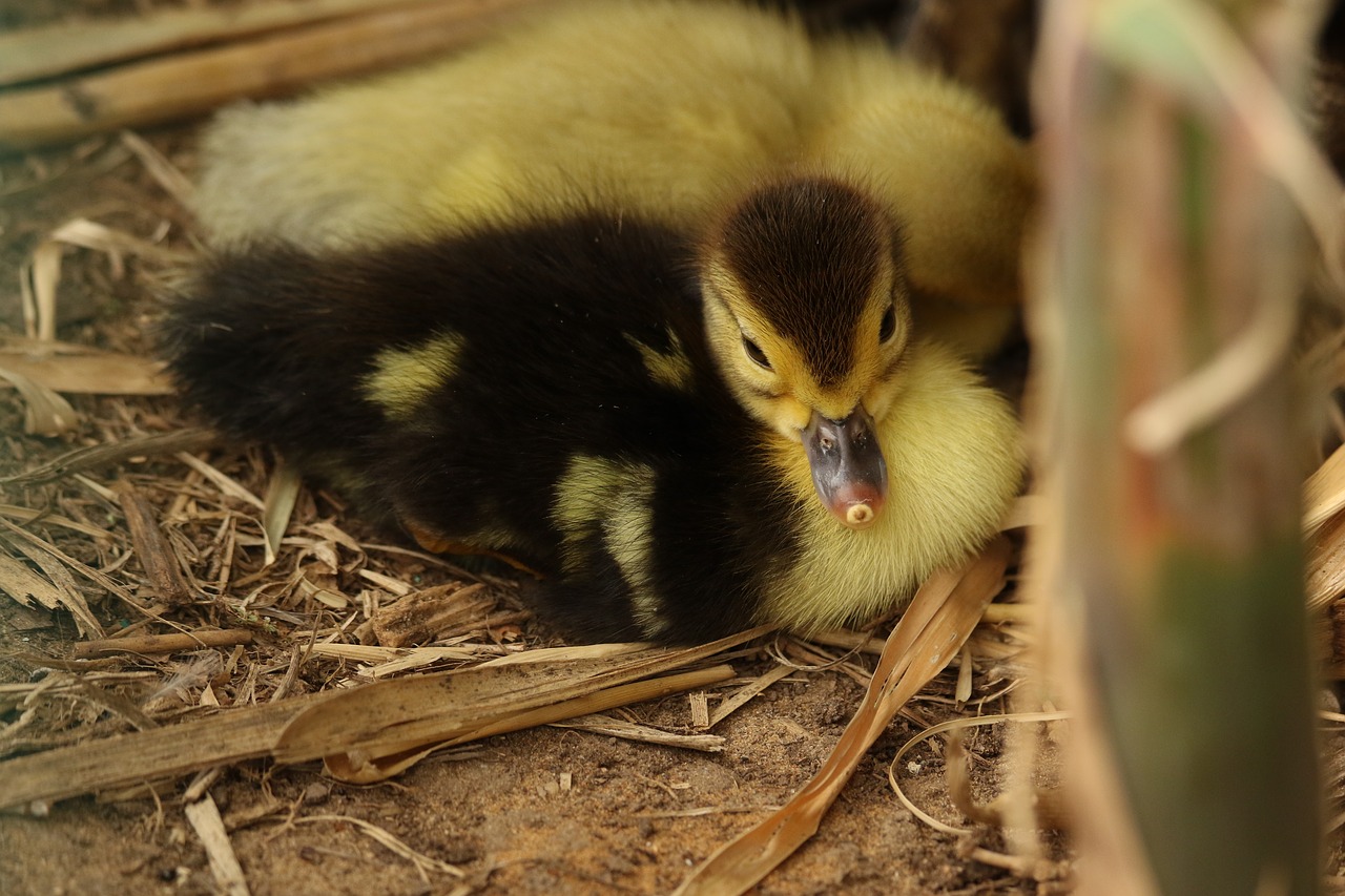 goose  gosling  young free photo