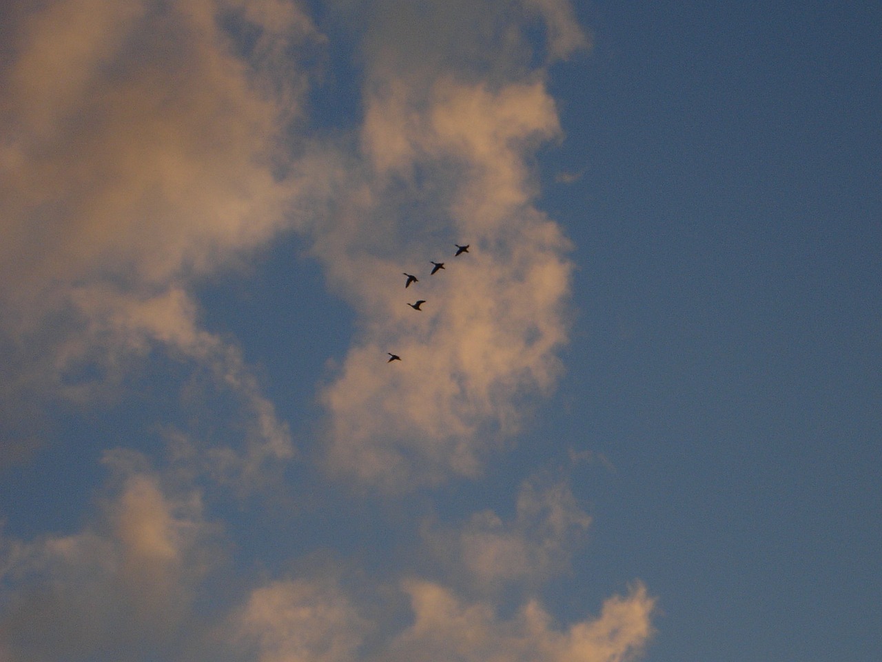goose geese migratory birds free photo