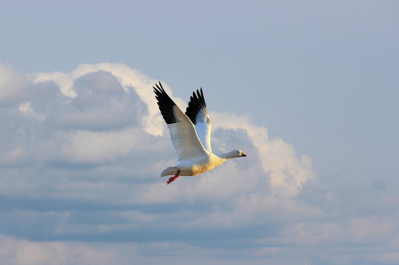 goose  white  snowgoose free photo