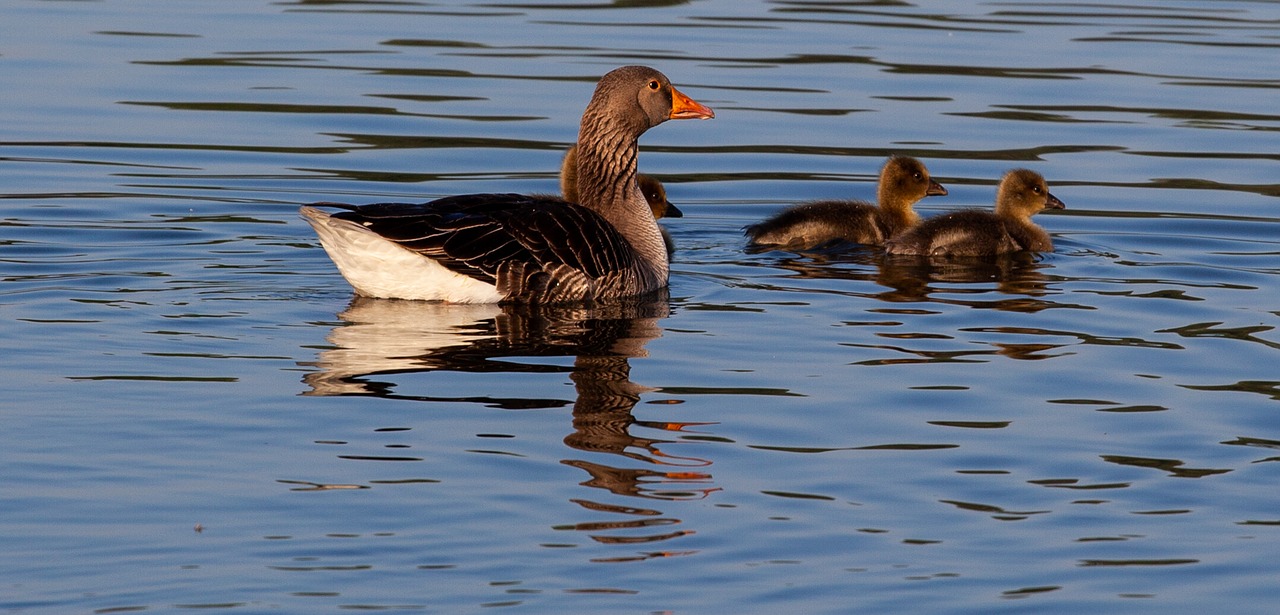 goose  geese  goslings free photo