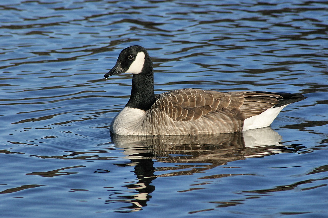 goose  canadian goose  bird free photo