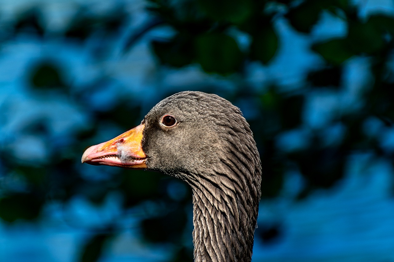 goose  bird  portrait free photo