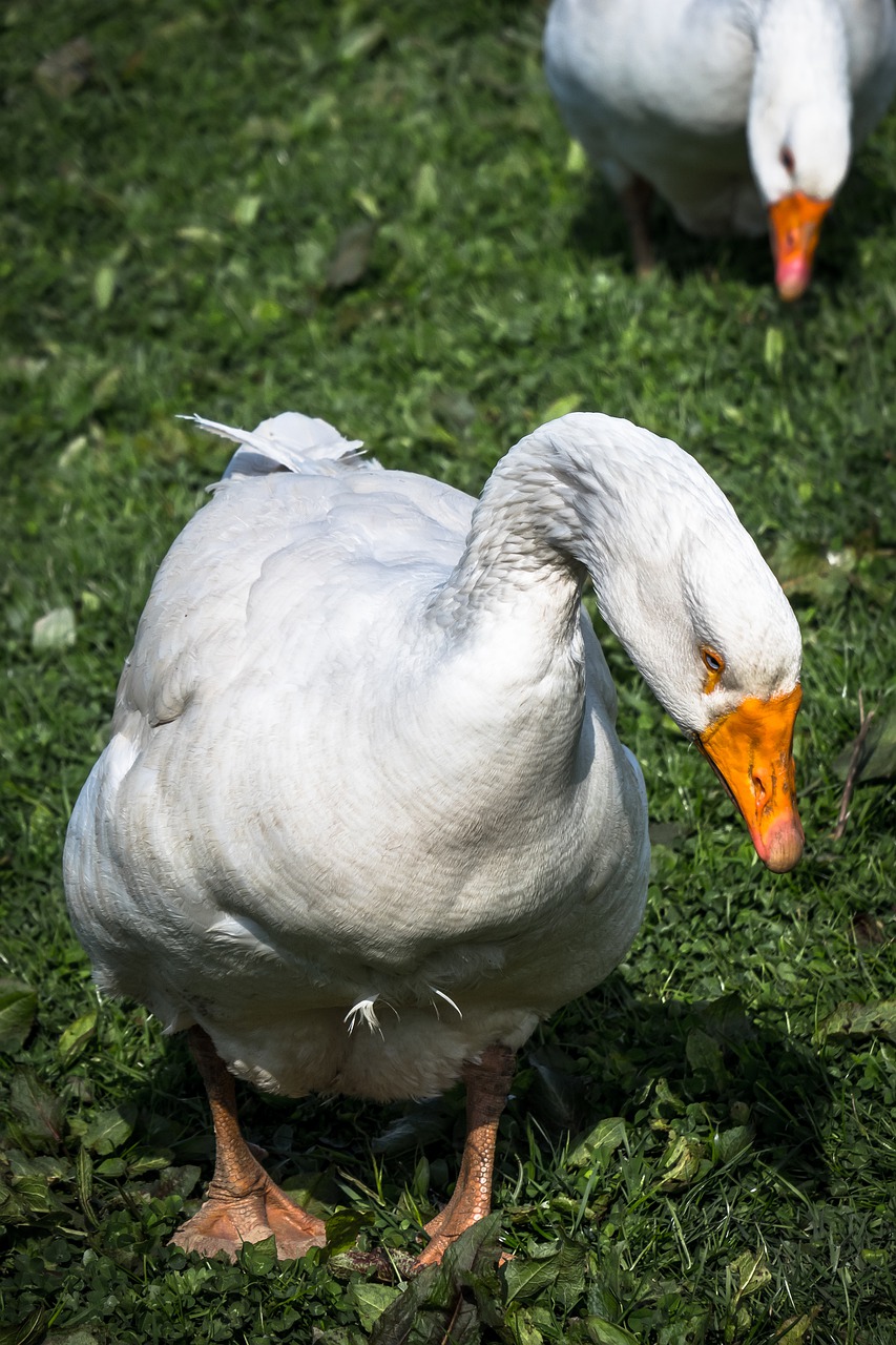 goose  search  foraging free photo