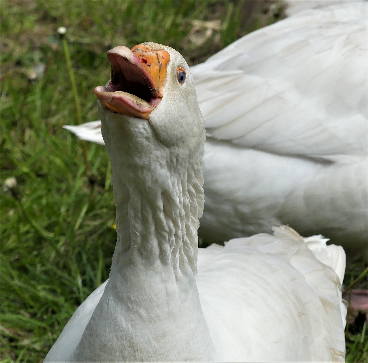 goose  male  poultry free photo