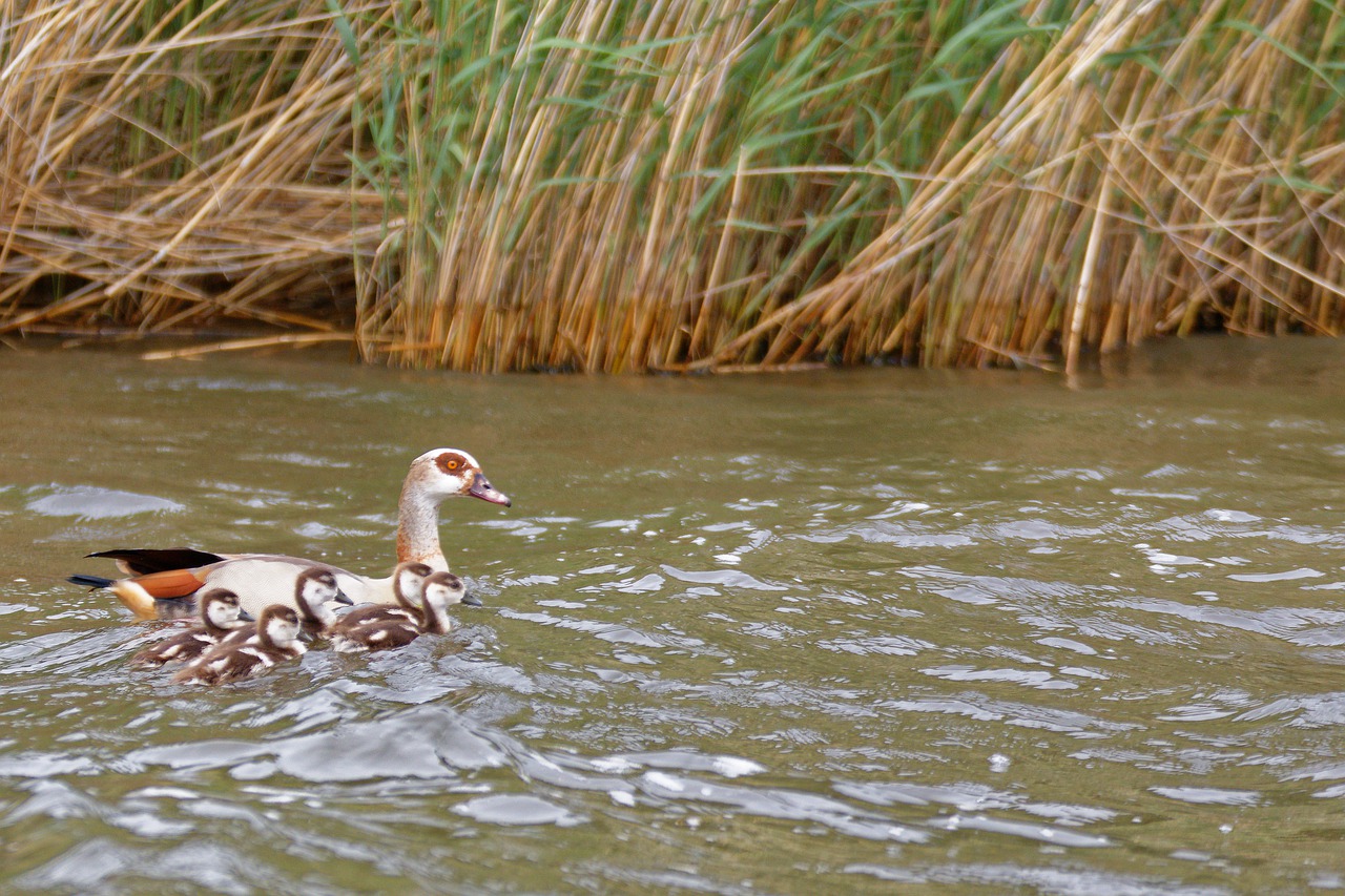 goose  family  young born free photo