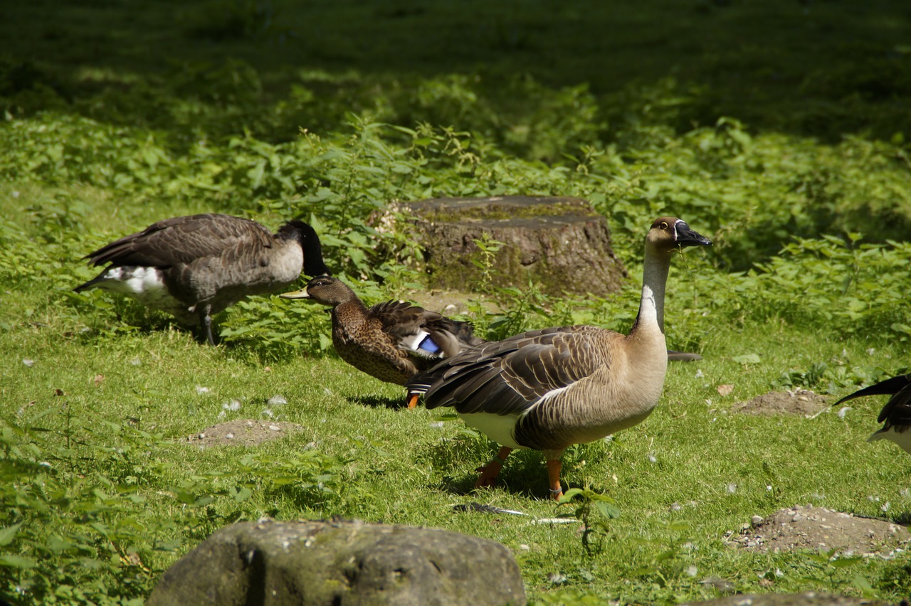 goose duck water bird free photo