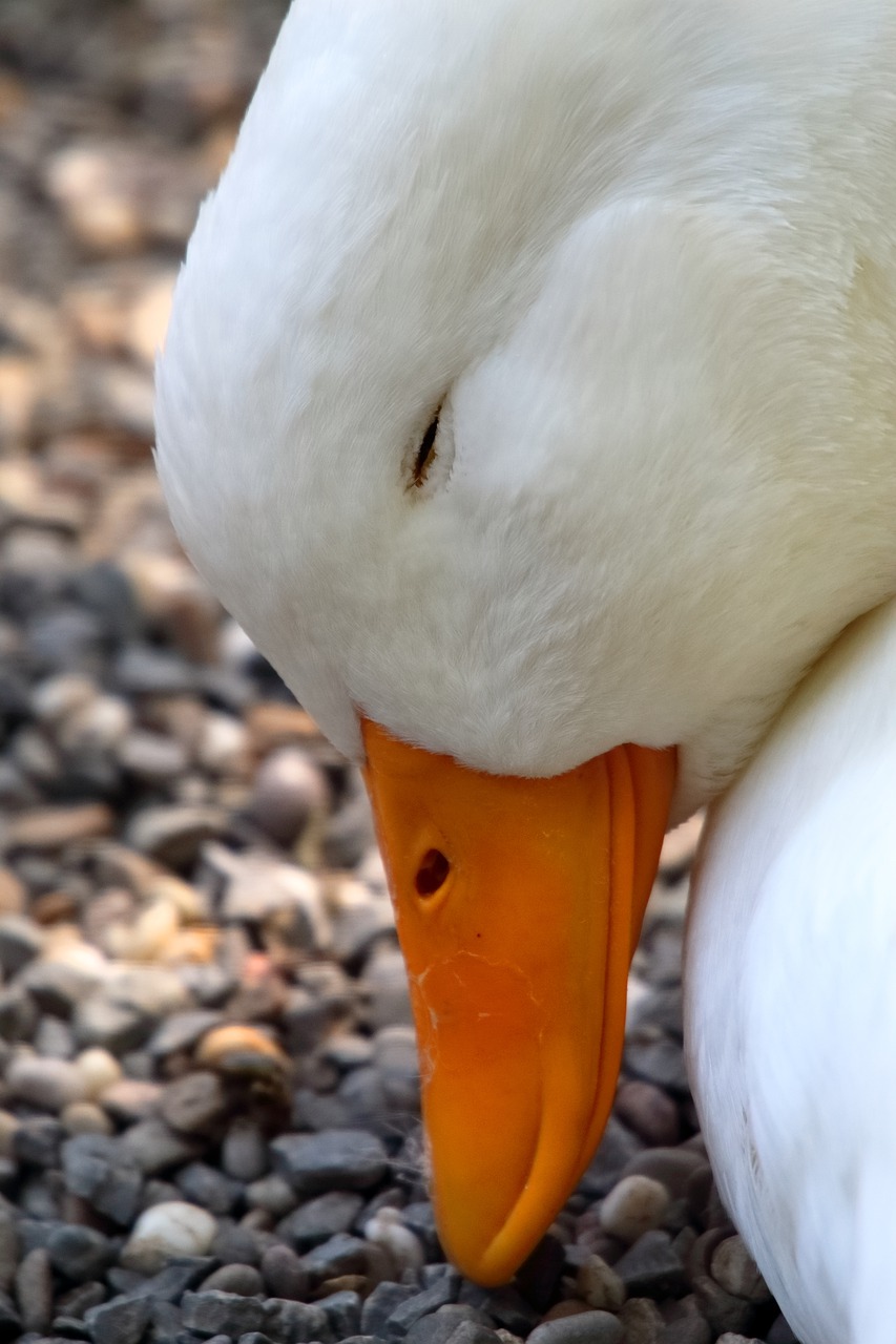 goose  bill  sleep free photo