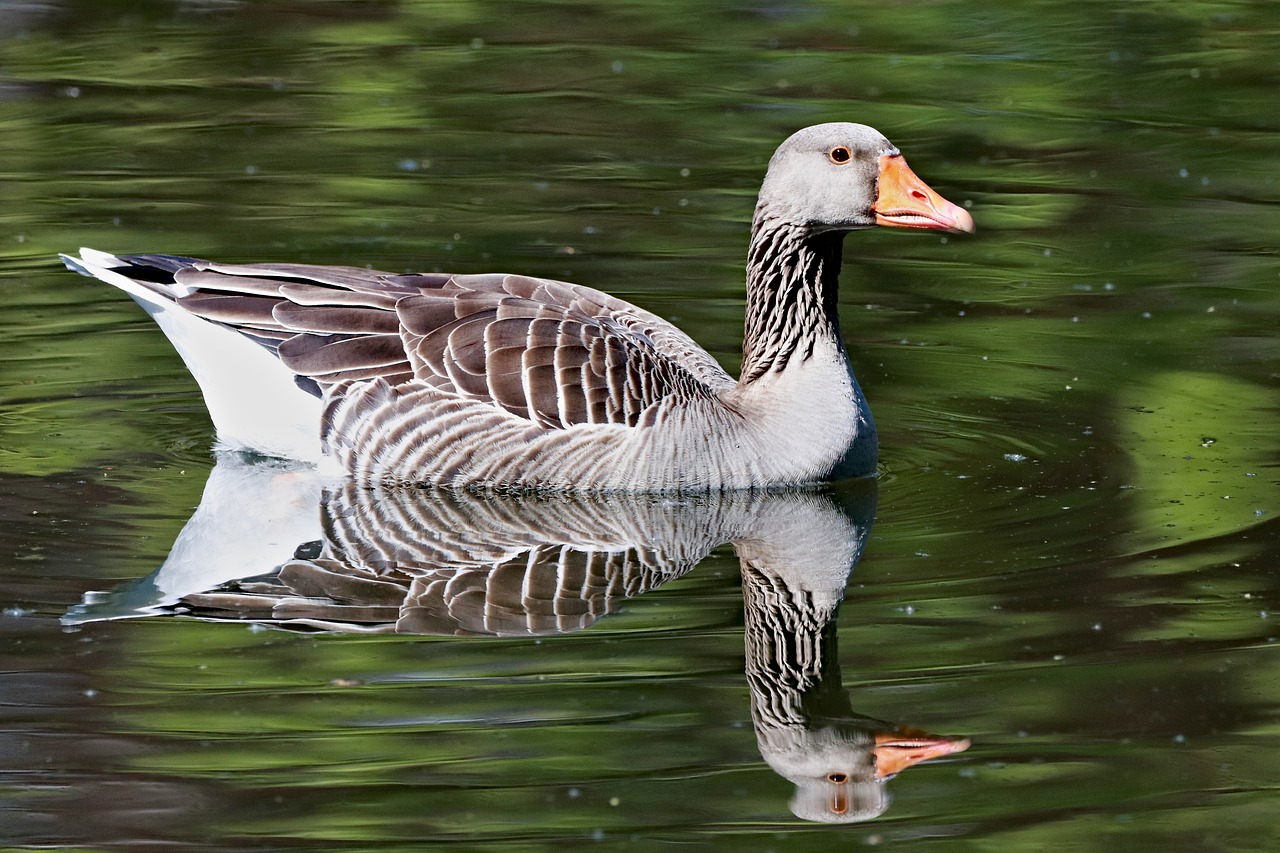 goose  large  gray free photo