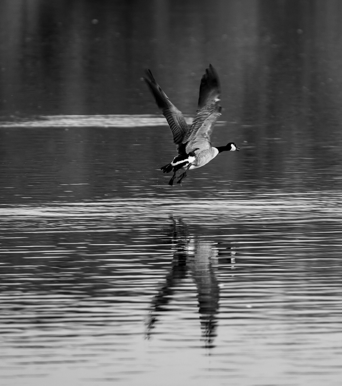 goose  monochrome  flying free photo