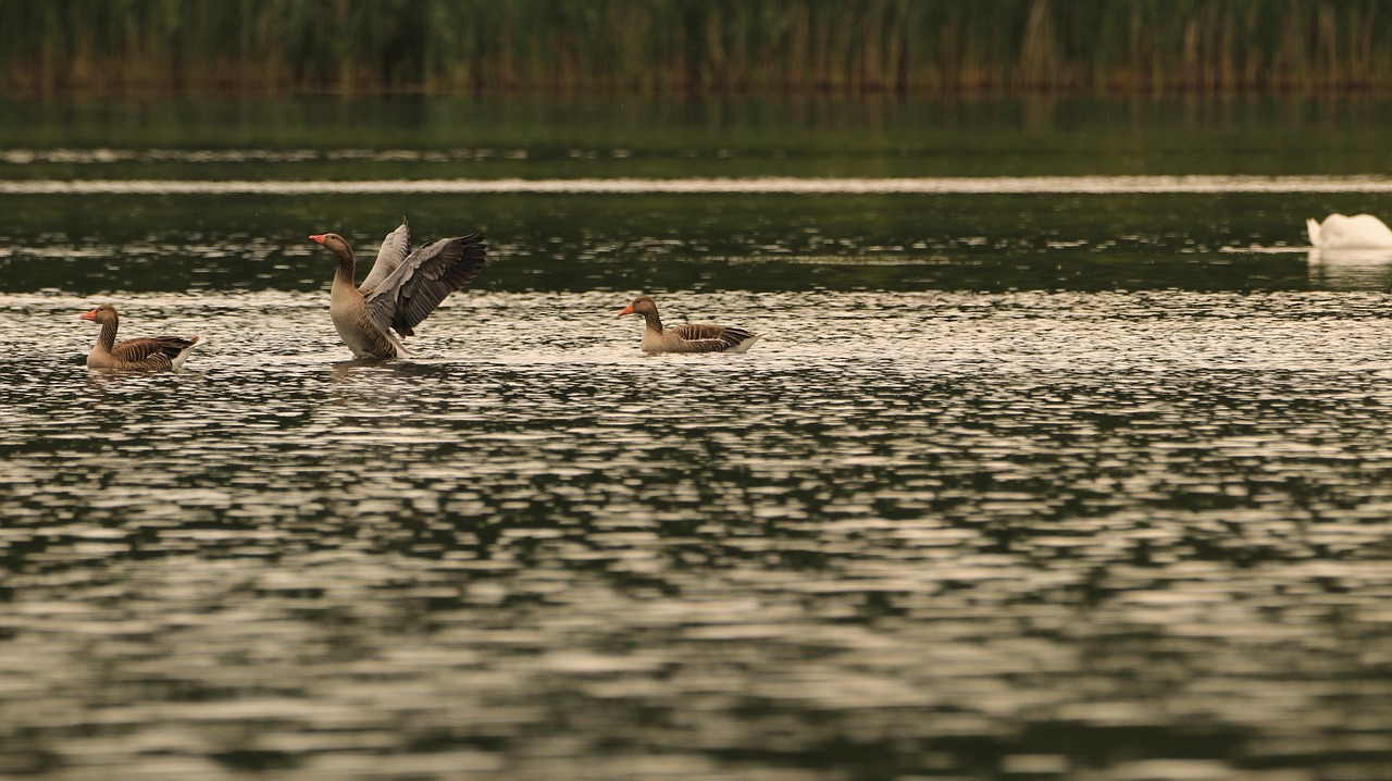 goose  lake  water free photo