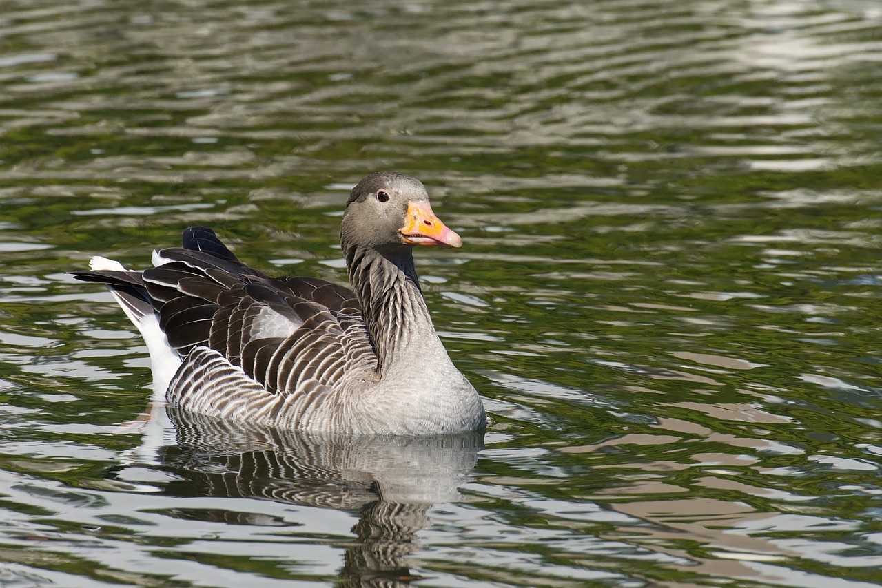 goose  water bird  swim free photo