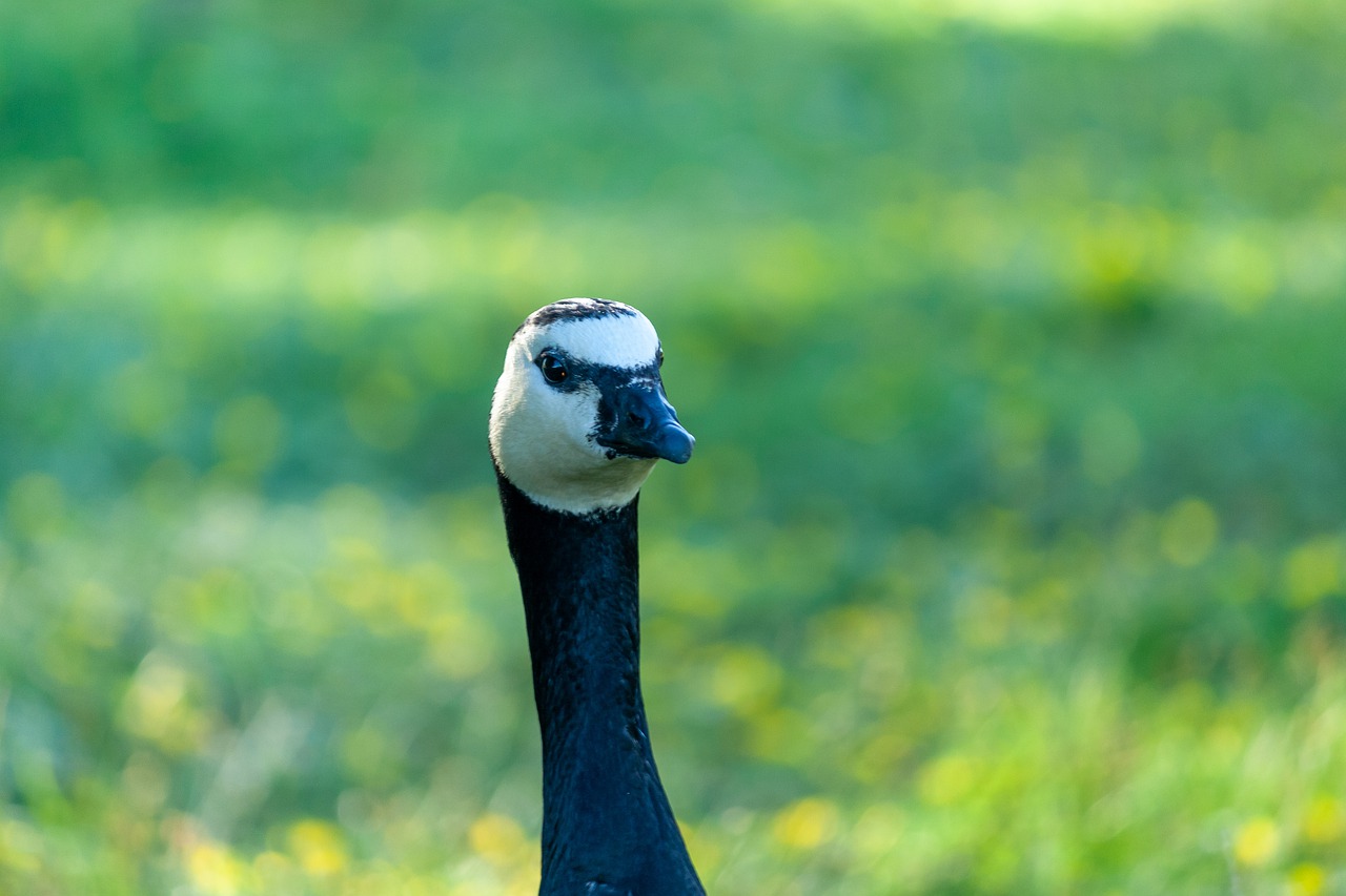 goose  bird  animal free photo