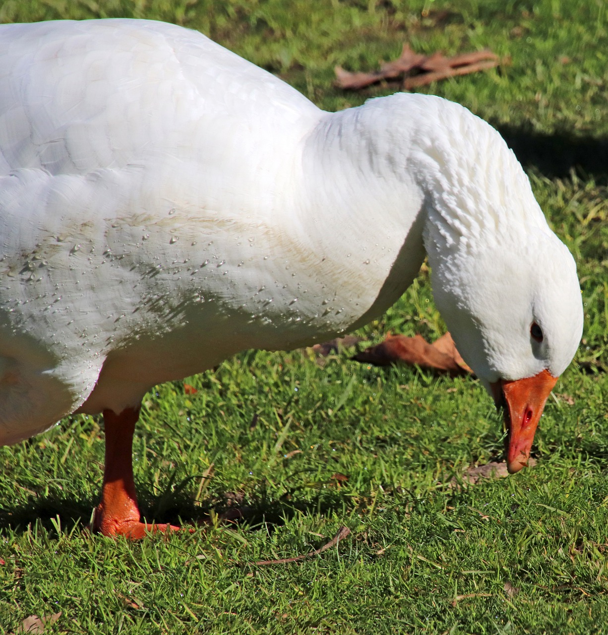 goose  poultry  bird free photo