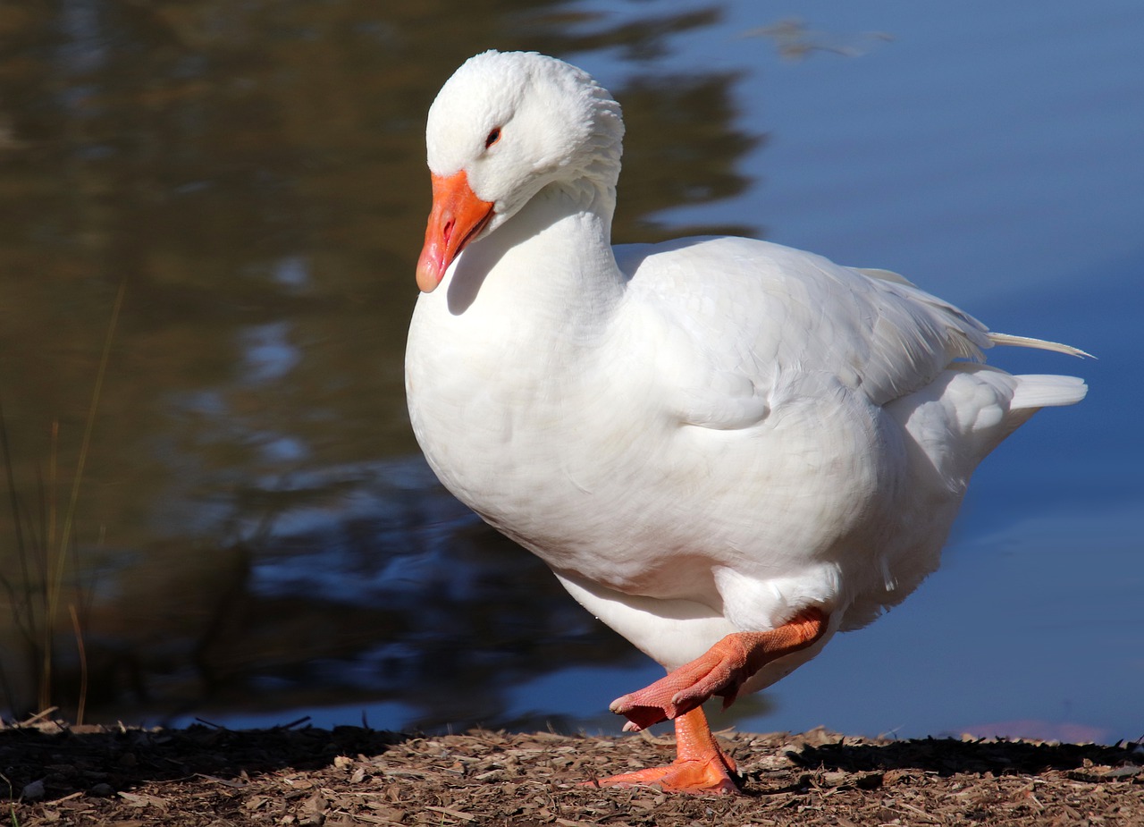 goose  bird  poultry free photo