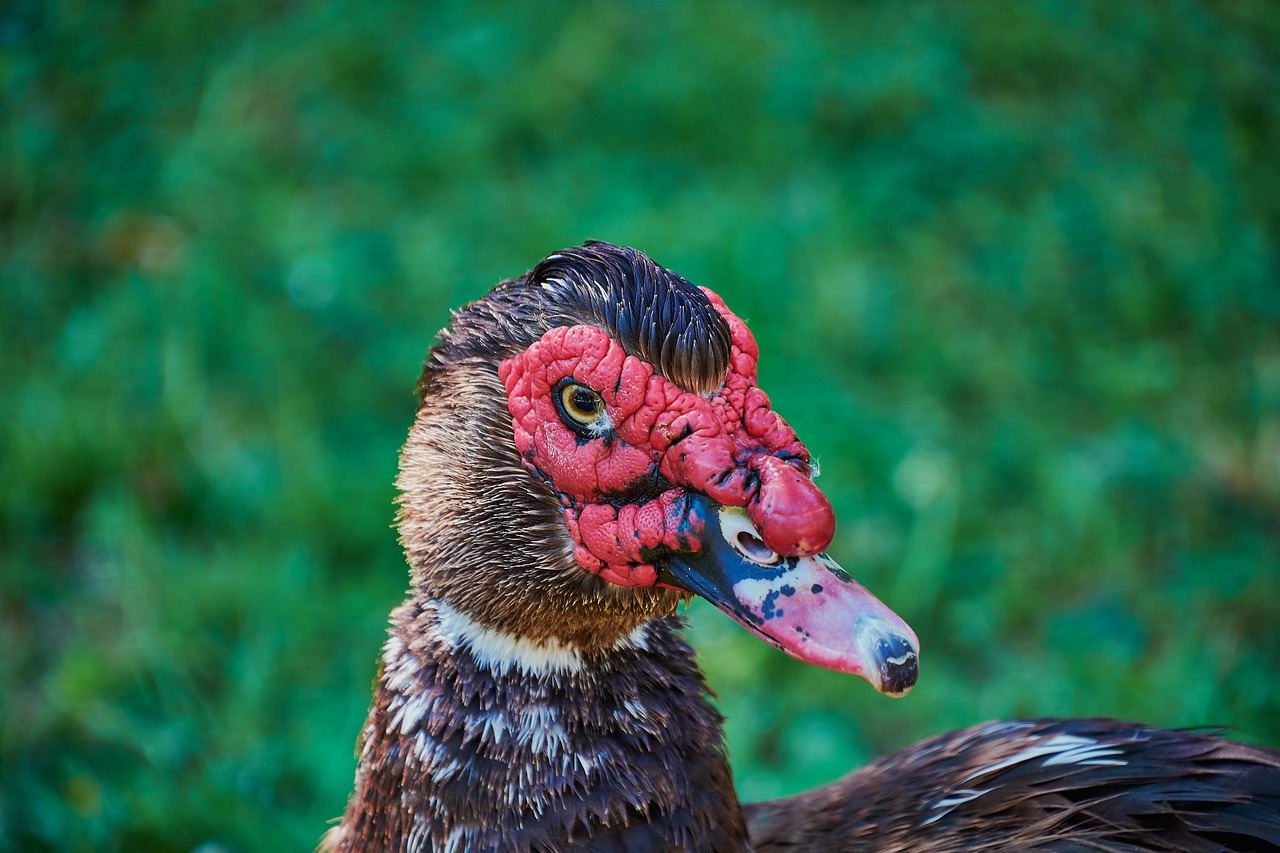 goose  red  colorful free photo