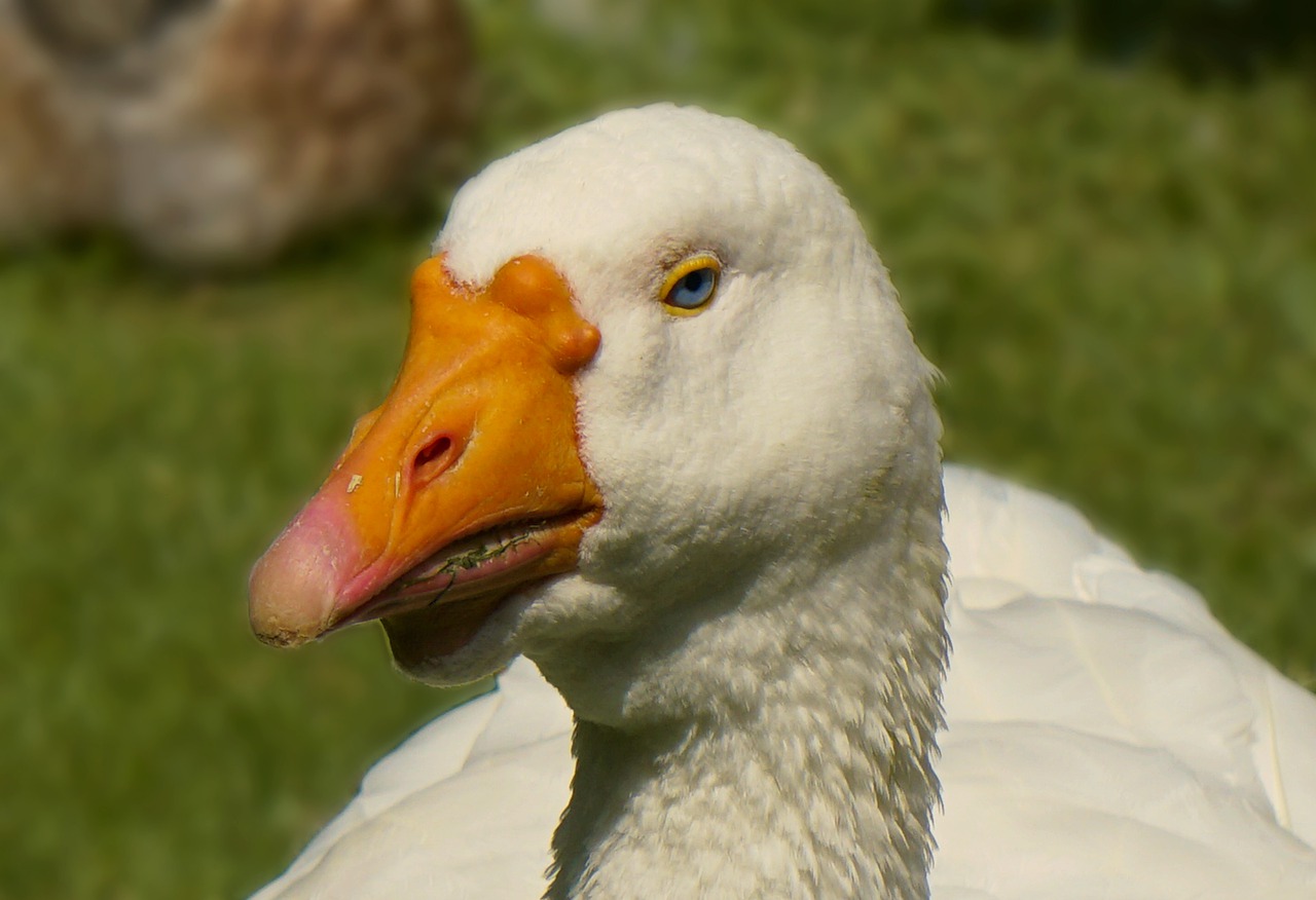 goose  bird  nature free photo