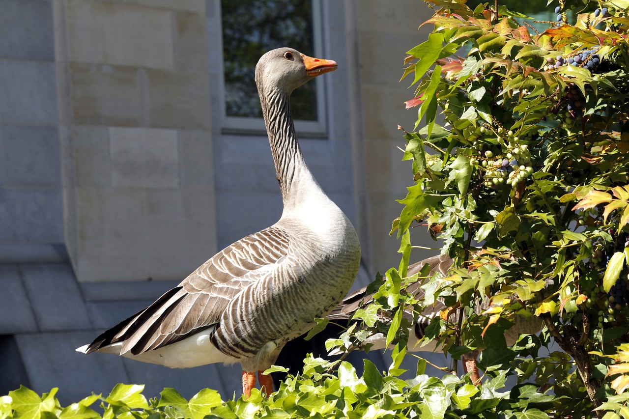 goose geese bird free photo