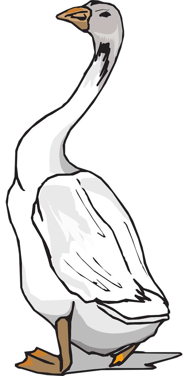 goose white bird free photo