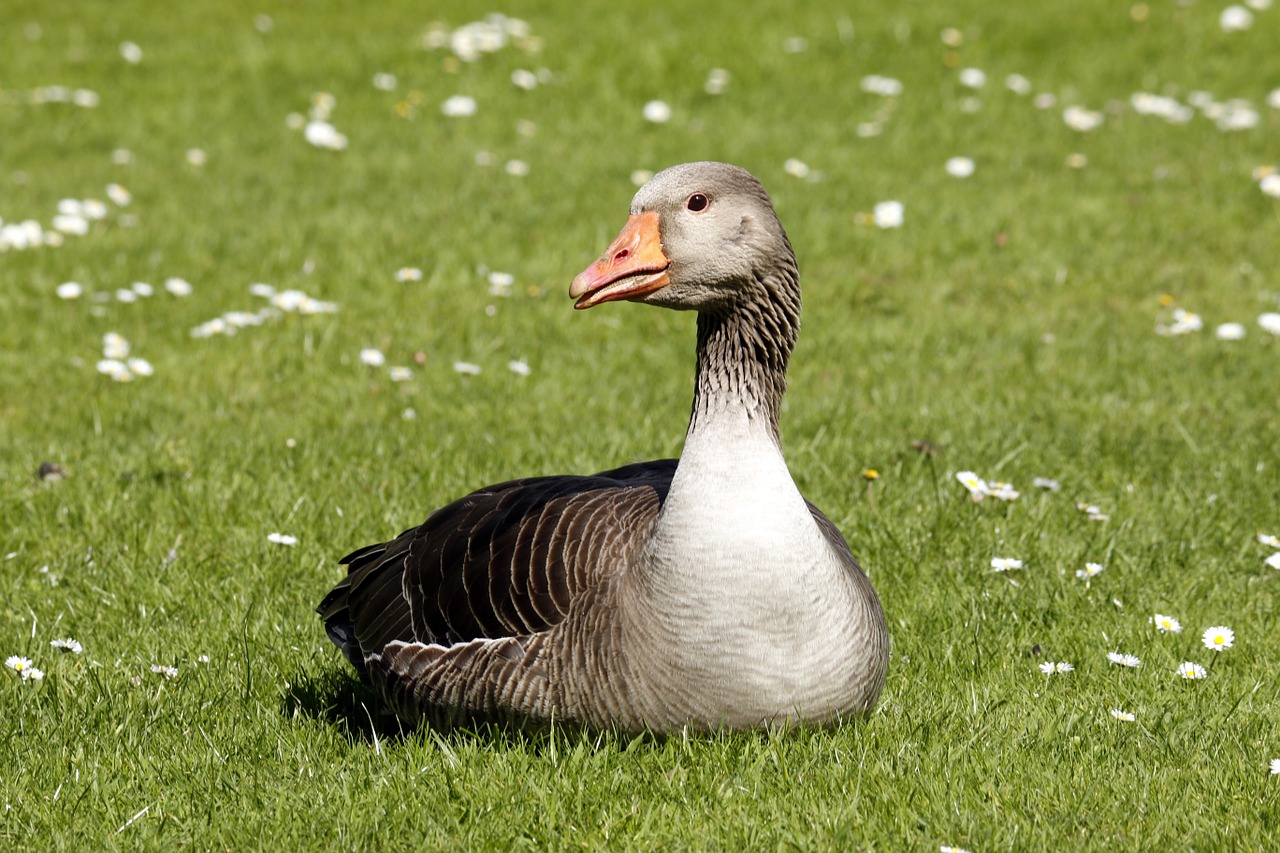 goose geese beak free photo