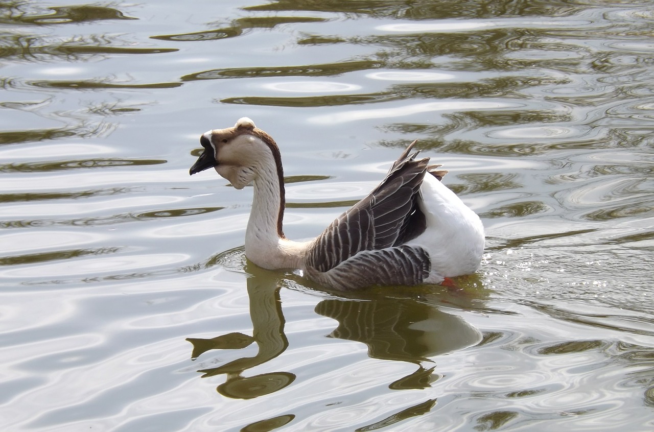 goose water bird free photo