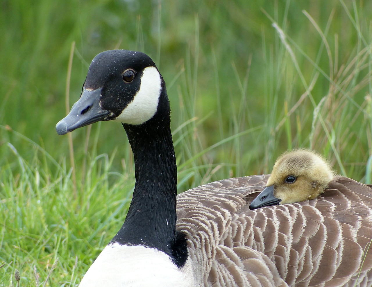goose gosling wildlife free photo