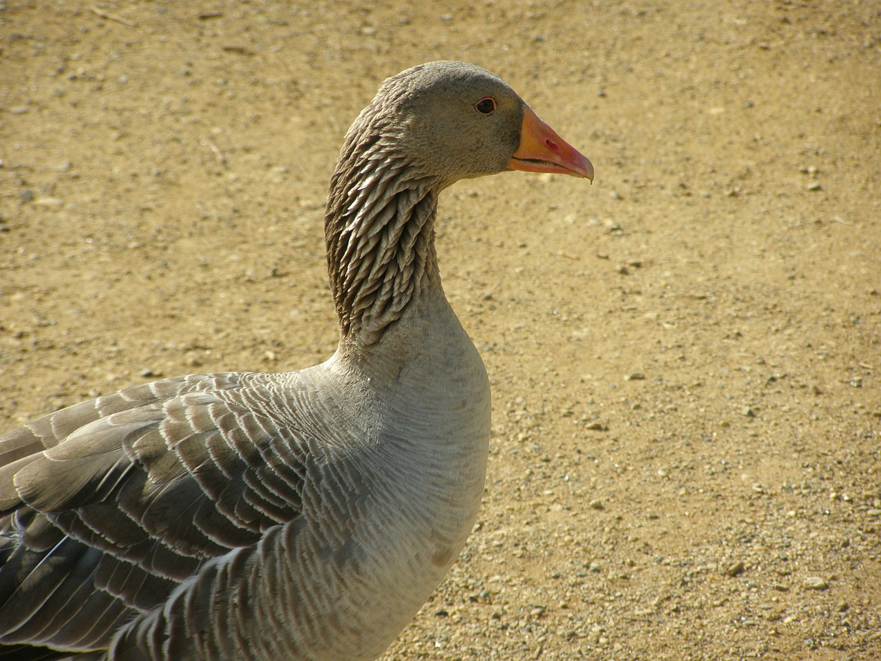 goose farm bird free photo