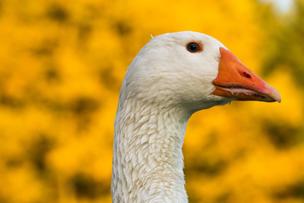 goose bird bill free photo