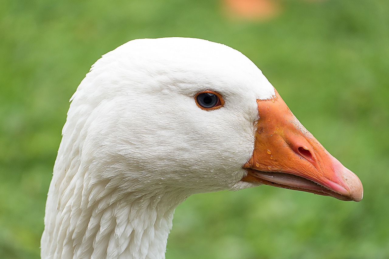 goose bird white free photo