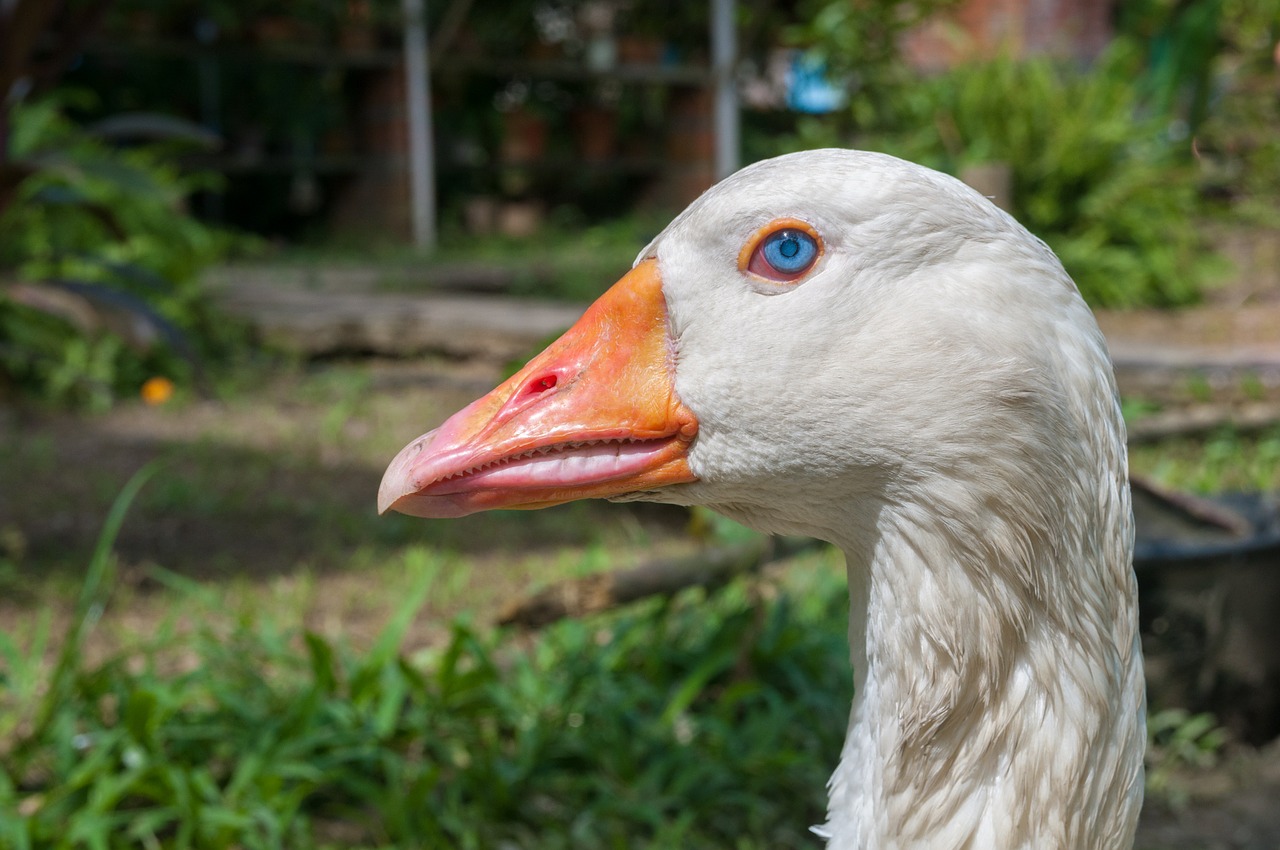 goose bird poultry free photo