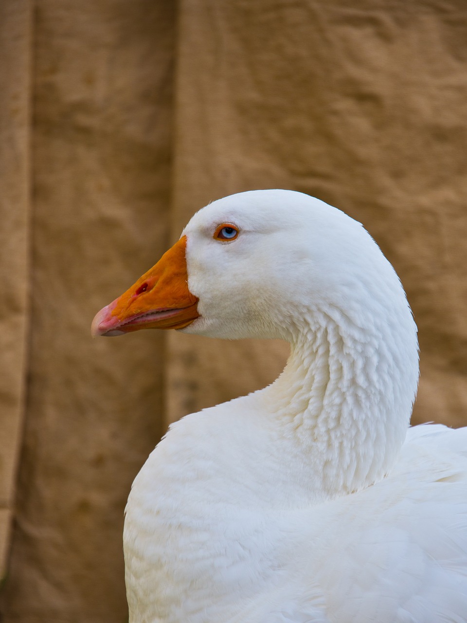 goose duck animal free photo