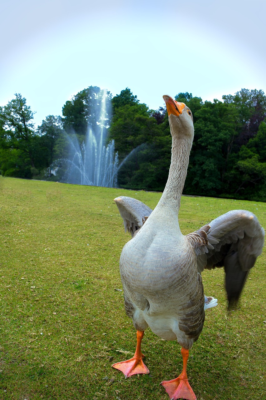 goose fountain dancing free photo