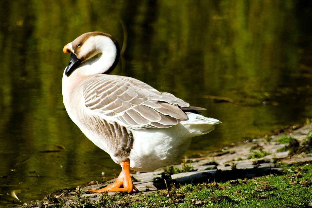 goose lake bank free photo