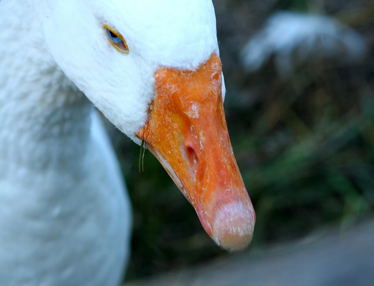 goose white fowl free photo