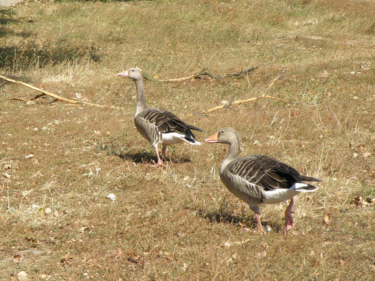 goose geese feast free photo