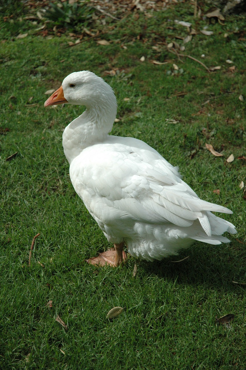 goose bird white free photo