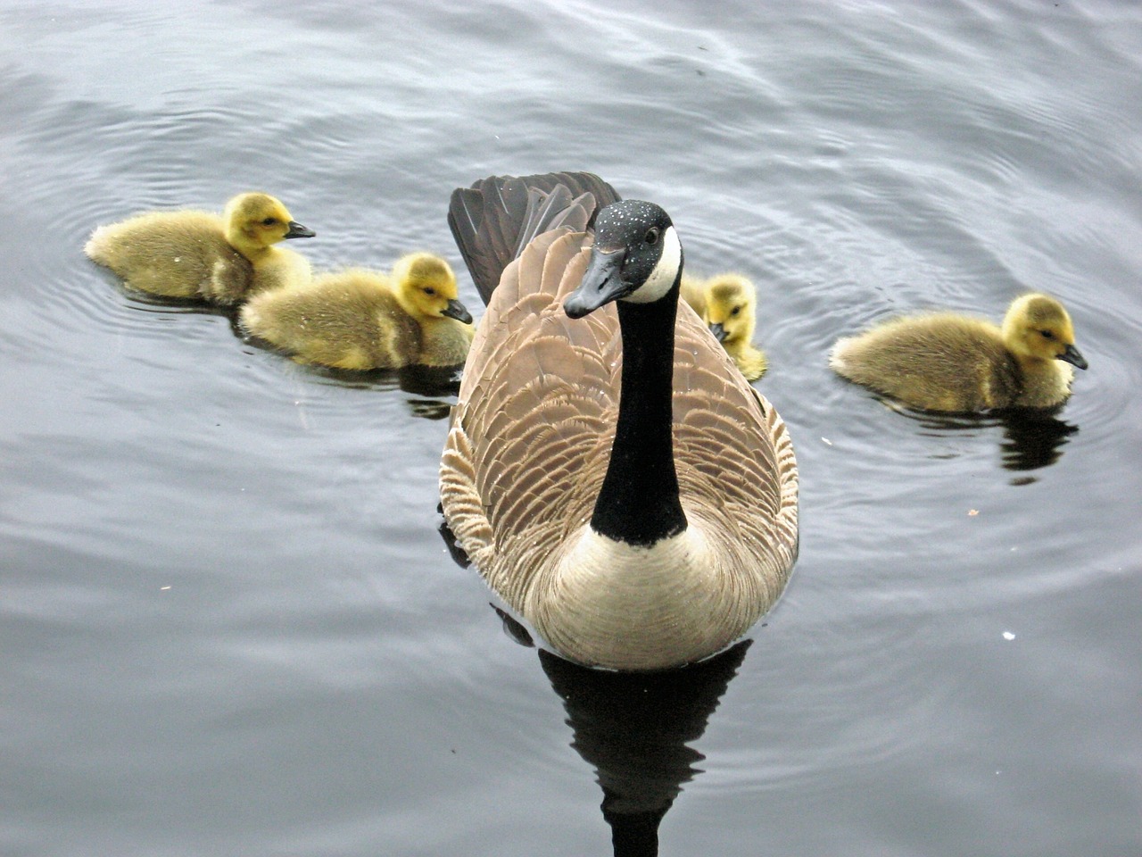 goose canada chicks free photo