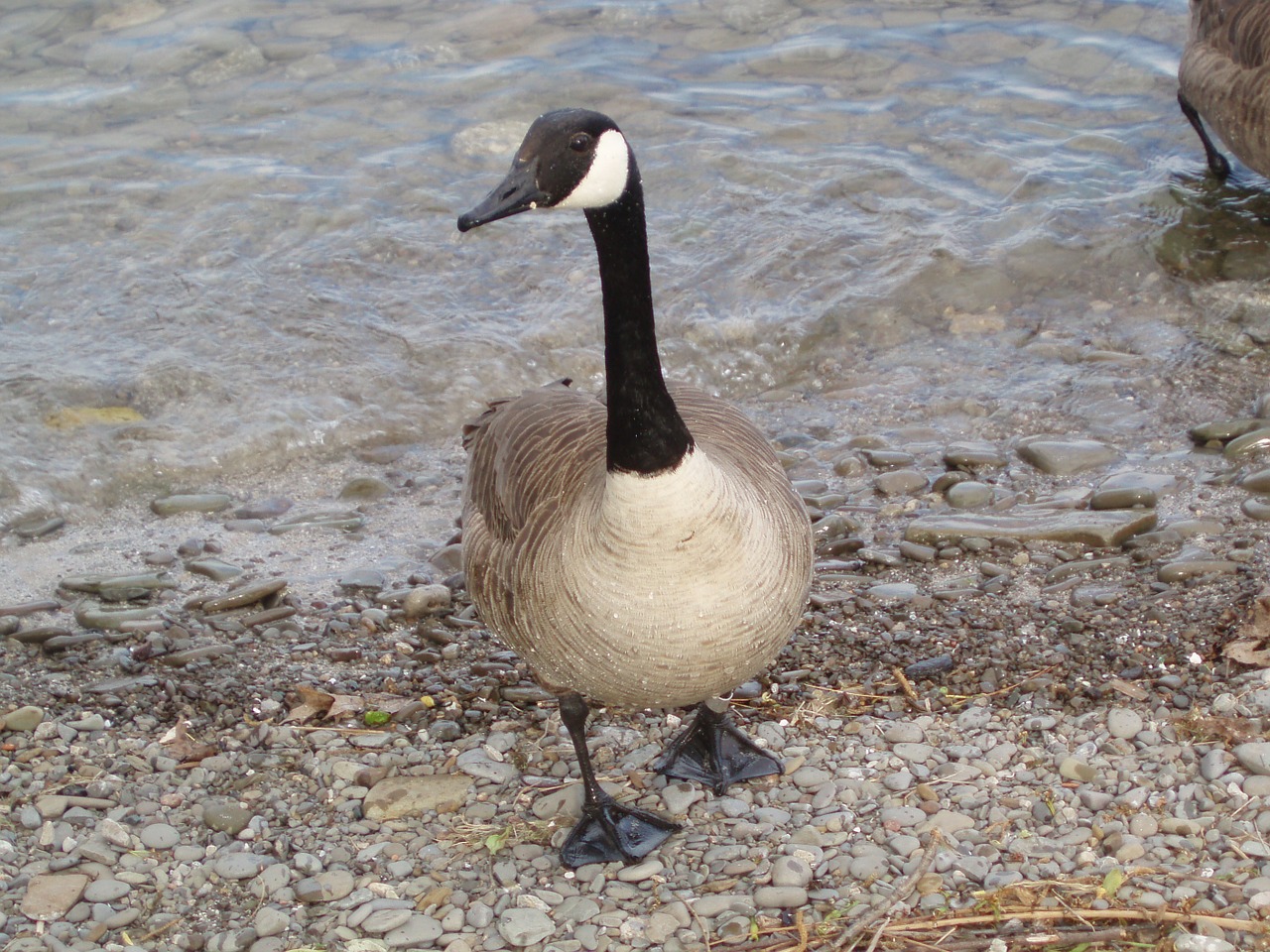 goose canadian waterfowl free photo