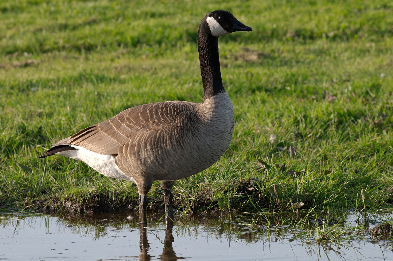 goose canadian wildlife free photo